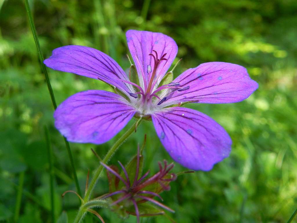 Geranium sylvaticum